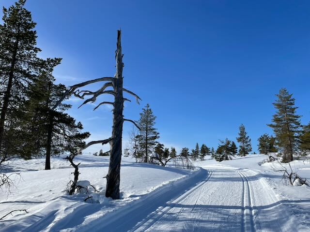 Hoidettu latu ja tunturimaisema Ylläksellä