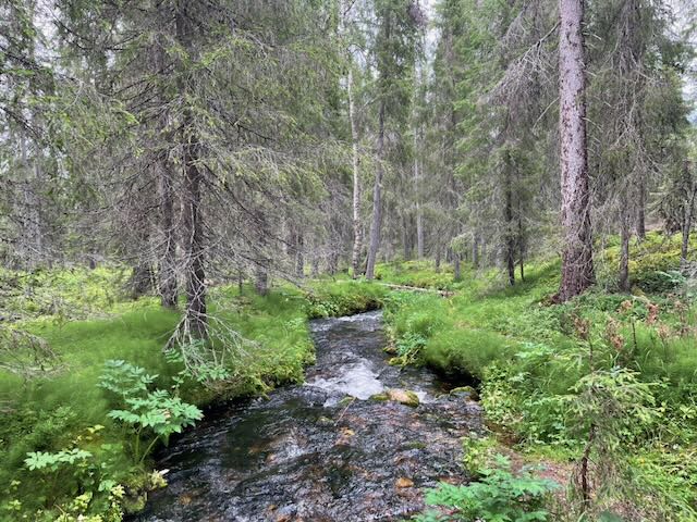 Tunturipuro ja metsämaisema Ylläksellä